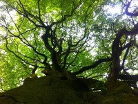 Ancient woodland on the South Downs Way